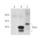 PGs2 Antibody (D-9) - Western Blotting - Image 318419