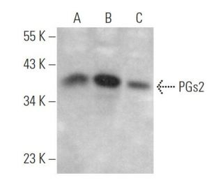 PGs2 Antibody (D-9) - Western Blotting - Image 369052 