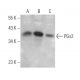 PGs2 Antibody (D-9) - Western Blotting - Image 369052 