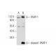PHA 767491 hydrochloride: sc-204187. Western blot analysis of PARP-1 expression in untreated (A) and PHA 767491 hydrochlor 