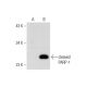 PHA 767491 hydrochloride: sc-204187. Western blot analysis of PARP-1 expression in untreated (A) and PHA 767491 hydrochlor