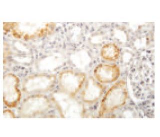 PHACS Antibody (MA-02) - Immunohistochemistry - Image 53977 