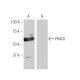 PHACS Antibody (MA-02) - Western Blotting - Image 54014