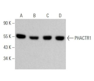 PHACTR1 Antibody (E-2) - Western Blotting - Image 369806 