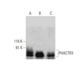PHACTR3 Antibody (H-3) - Western Blotting - Image 290817 