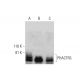 PHACTR3 Antibody (H-3) - Western Blotting - Image 290817 