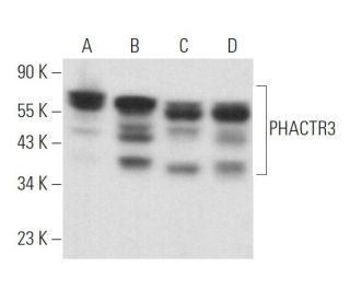 PHACTR3 Antibody (H-3) - Western Blotting - Image 373214 