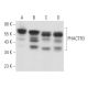 PHACTR3 Antibody (H-3) - Western Blotting - Image 373214