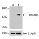 PHACTR3 Antibody (H-3) - Western Blotting - Image 415168