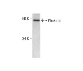 Phakinin Antibody (D-7) - Western Blotting - Image 290824