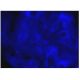 Phalloidin CruzFluor™ 405 Conjugate: sc-363790. Fluorescence staining of formalin-fixed HepG2 cells showing F-actin