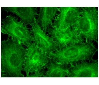 Phalloidin CruzFluor&trade; 488 Conjugate: sc-363791. Fluorescence staining of formalin-fixed HeLa cells showing F-actin s 