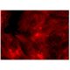 Phalloidin CruzFluor™ 555 Conjugate: sc-363794. Fluorescence staining of formalin-fixed HepG2 cells showing F-actin 