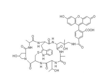 Phalloidin-Fluorescein Conjugate - chemical structure image