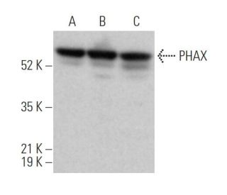 PHAX Antibody (F-1) - Western Blotting - Image 372028 