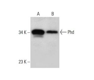 Phd Antibody (E-1) - Western Blotting - Image 308334 