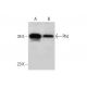 Phd Antibody (E-1) - Western Blotting - Image 308334 