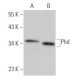 Phd Antibody (E-1) - Western Blotting - Image 367713