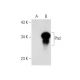 Phd Antibody (G-7) - Western Blotting - Image 136505