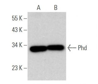 Phd Antibody (G-7) - Western Blotting - Image 374839 