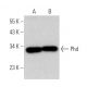 Phd Antibody (G-7) - Western Blotting - Image 374839 