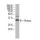 Phemx Antibody (FF-37) - Western Blotting - Image 33647