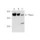 Phemx Antibody (FF-37) - Western Blotting - Image 136932 
