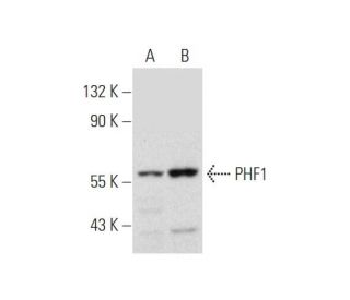 PHF1 Antibody (H-1) - Western Blotting - Image 333715