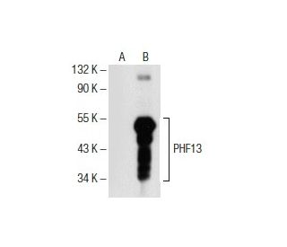 PHF13 Antibody (E-4) - Western Blotting - Image 153978