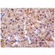 PHF13 Antibody (G-9) - Immunohistochemistry - Image 158584 
