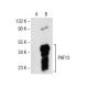 PHF13 Antibody (G-9) - Western Blotting - Image 153980