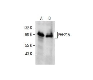 PHF21A Antibody (F-9) - Western Blotting - Image 159783 