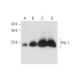 PHI-1 Antibody (C-11) - Western Blotting - Image 332816