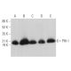 PHI-1 Antibody (C-11) - Western Blotting - Image 369842 