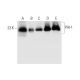 PHI-1 Antibody (D-8) - Western Blotting - Image 332748 