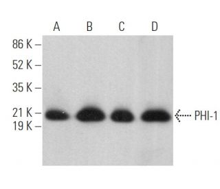 PHI-1 Antibody (D-8) - Western Blotting - Image 369841 