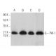 PHI-1 Antibody (D-8) - Western Blotting - Image 369841 