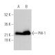 PHI-1 Antibody (D-8) - Western Blotting - Image 369849