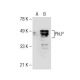 PhLP Antibody (A-8) - Western Blotting - Image 160616