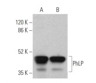 PhLP Antibody (A-8) - Western Blotting - Image 372089 