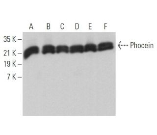 Phocein Antibody (C-4) - Western Blotting - Image 373028 