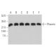 Phocein Antibody (E-6) - Western Blotting - Image 373029 