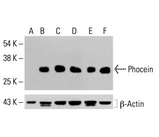 Phocein Antibody (D-5) - Western Blotting - Image 413547