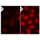 Phosphatase Inhibitor Cocktail A: sc-45044. Immunofluo-rescence staining of methanol-fixed lambda protein phosphatase (sc- 