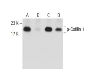 Phosphatase Inhibitor Cocktail A: sc-45044. Western blot analysis of Cofilin 1 phosphorylation in K-562 (A), lambda phosph 