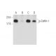 Phosphatase Inhibitor Cocktail A: sc-45044. Western blot analysis of Cofilin 1 phosphorylation in K-562 (A), lambda phosph 