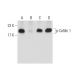 Phosphatase Inhibitor Cocktail B: sc-45045. Western blot analysis of Cofilin 1 phosphorylation in K-562 (A), lambda phosph 