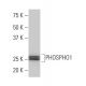 PHOSPHO1 Antibody (II-91) - Western Blotting - Image 33728