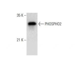 PHOSPHO2 Antibody (G-8) - Western Blotting - Image 309582