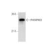 PHOSPHO2 Antibody (G-8) - Western Blotting - Image 309582